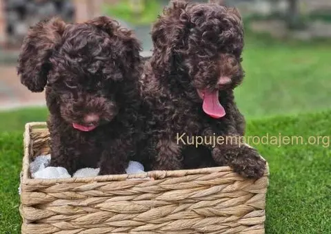 🐶 Predstavljamo vam leglo ČOKOLADNIH PUDLI - 1/10