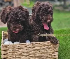 🐶 Predstavljamo vam leglo ČOKOLADNIH PUDLI