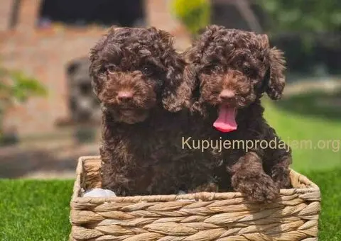 🐶 Predstavljamo vam leglo ČOKOLADNIH PUDLI - 2/10