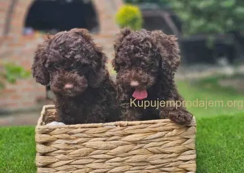 🐶 Predstavljamo vam leglo ČOKOLADNIH PUDLI - 3/10