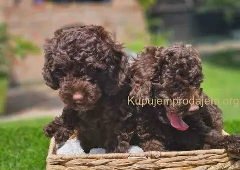 🐶 Predstavljamo vam leglo ČOKOLADNIH PUDLI - 4/10