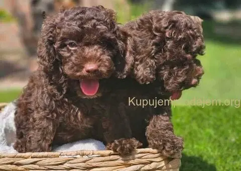 🐶 Predstavljamo vam leglo ČOKOLADNIH PUDLI - 5/10