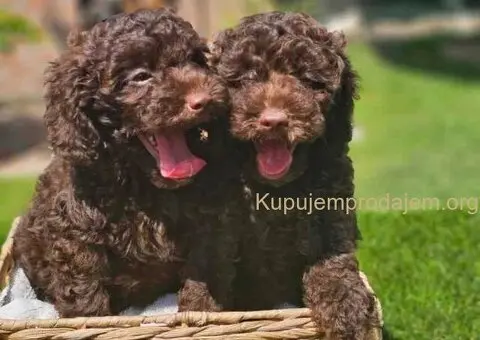 🐶 Predstavljamo vam leglo ČOKOLADNIH PUDLI - 6/10