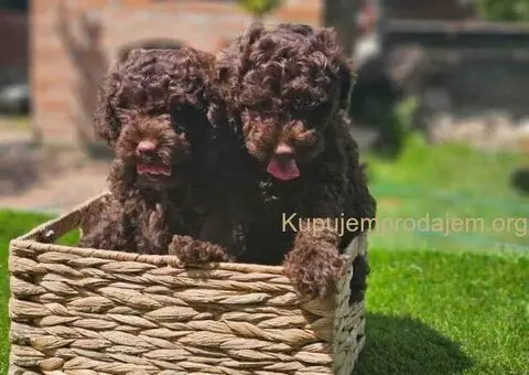 🐶 Predstavljamo vam leglo ČOKOLADNIH PUDLI - 7/10