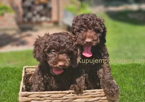 🐶 Predstavljamo vam leglo ČOKOLADNIH PUDLI - 8/10