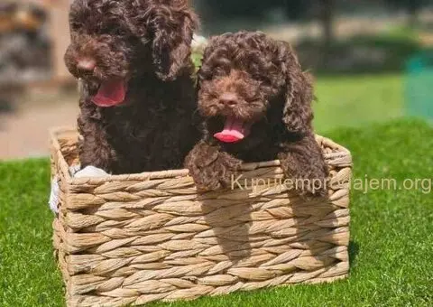 🐶 Predstavljamo vam leglo ČOKOLADNIH PUDLI - 9/10