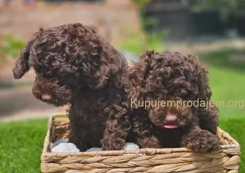 🐶 Predstavljamo vam leglo ČOKOLADNIH PUDLI - 10/10