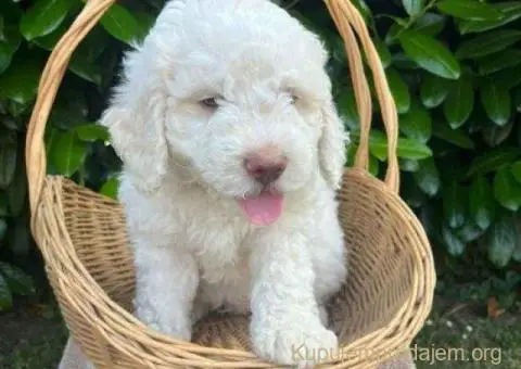 🐶 Stenci rase Lagotto Romagnolo, stari 2 meseca - 1/10