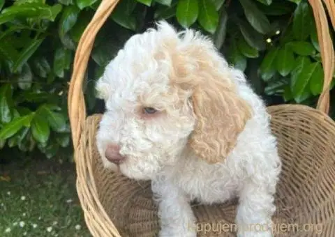 🐶 Stenci rase Lagotto Romagnolo, stari 2 meseca - 2/10