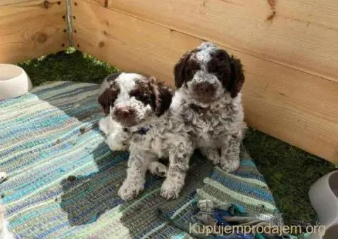 🐶 Stenci rase Lagotto Romagnolo, stari 2 meseca - 3/10