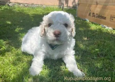 🐶 Stenci rase Lagotto Romagnolo, stari 2 meseca - 4/10
