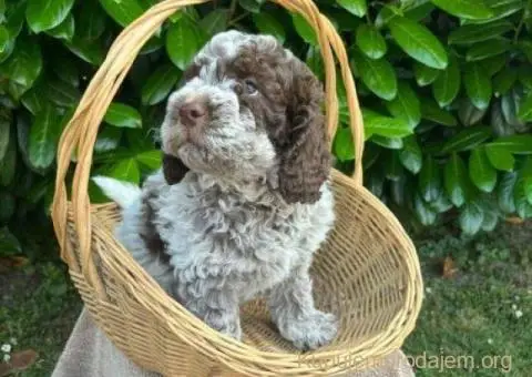 🐶 Stenci rase Lagotto Romagnolo, stari 2 meseca - 5/10