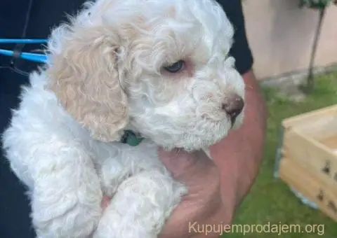 🐶 Stenci rase Lagotto Romagnolo, stari 2 meseca - 6/10