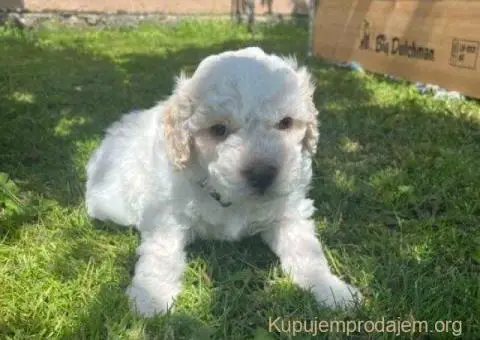 🐶 Stenci rase Lagotto Romagnolo, stari 2 meseca - 7/10
