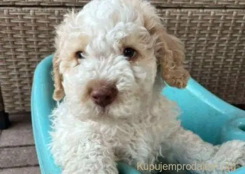🐶 Stenci rase Lagotto Romagnolo, stari 2 meseca - 8/10