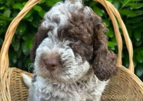 🐶 Stenci rase Lagotto Romagnolo, stari 2 meseca - 9/10