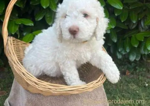 🐶 Stenci rase Lagotto Romagnolo, stari 2 meseca - 10/10