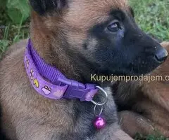 Na prodaju štenad Belgijskog ovčara Malinoa