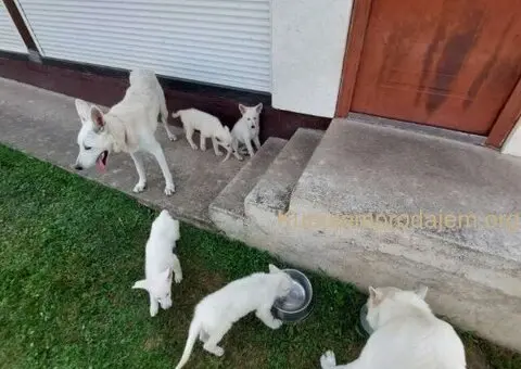 Beli švajcarski ovčar, štenci  vrhunskog porekla - 1/9