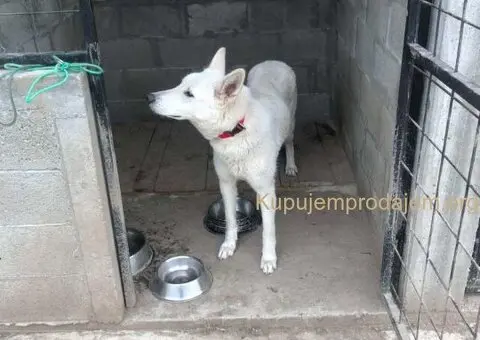 Beli švajcarski ovčar, štenci  vrhunskog porekla - 2/9
