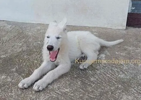 Beli švajcarski ovčar, štenci  vrhunskog porekla - 3/9
