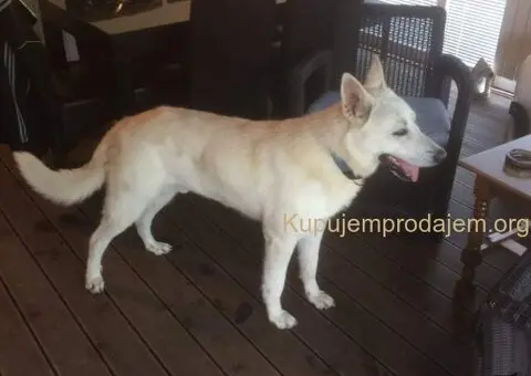 Beli švajcarski ovčar, štenci  vrhunskog porekla - 4/9