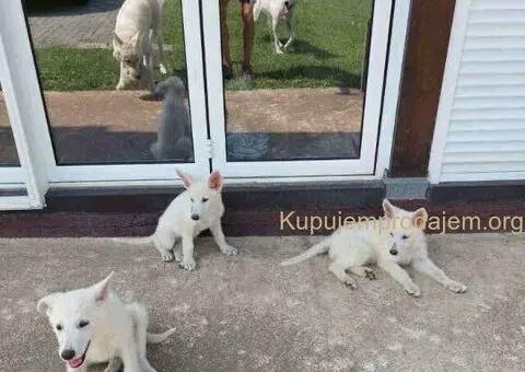 Beli švajcarski ovčar, štenci  vrhunskog porekla - 5/9