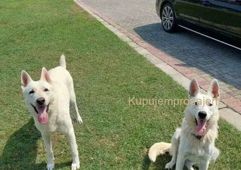 Beli švajcarski ovčar, štenci  vrhunskog porekla - 6/9