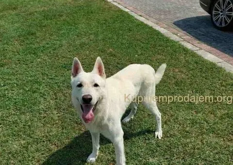 Beli švajcarski ovčar, štenci  vrhunskog porekla - 7/9