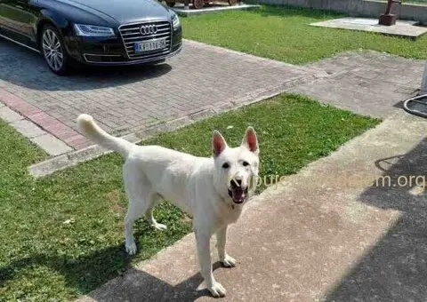 Beli švajcarski ovčar, štenci  vrhunskog porekla - 8/9