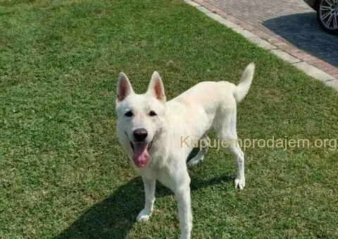 Beli švajcarski ovčar, štenci  vrhunskog porekla - 9/9
