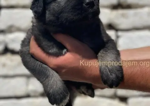 Kavkavski ovčar štenci - 2/15