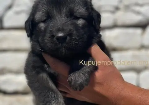 Kavkavski ovčar štenci - 3/15