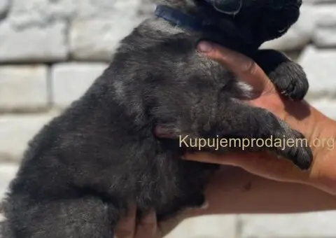 Kavkavski ovčar štenci - 4/15