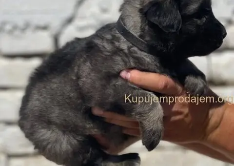 Kavkavski ovčar štenci - 5/15