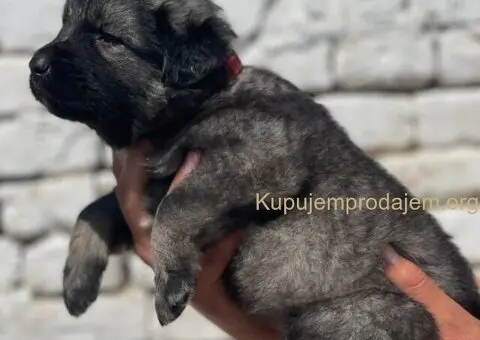 Kavkavski ovčar štenci - 6/15