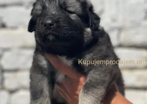 Kavkavski ovčar štenci - 7/15