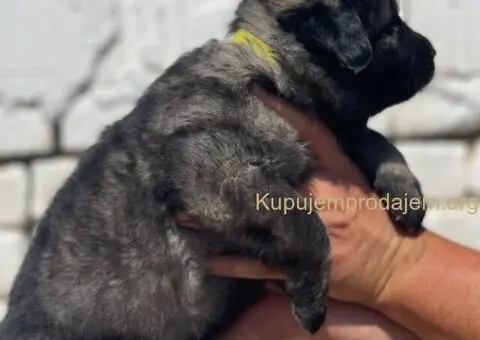 Kavkavski ovčar štenci - 9/15