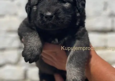 Kavkavski ovčar štenci - 11/15