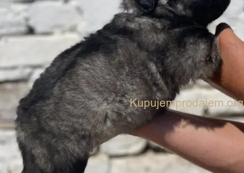 Kavkavski ovčar štenci - 14/15