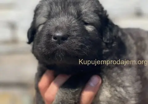 Kavkavski ovčar štenci - 15/15