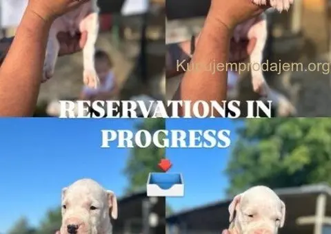 Dogo Argentino stenci