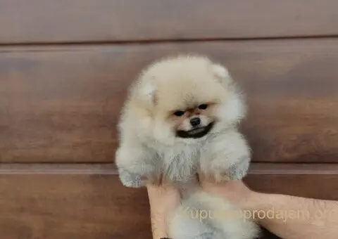 Prelepa medvedasta stenad pomeranca - 1/5