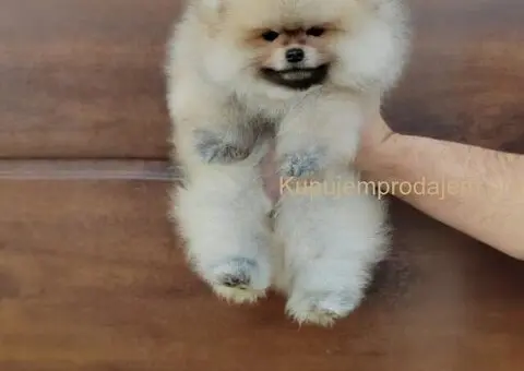 Prelepa medvedasta stenad pomeranca - 2/5