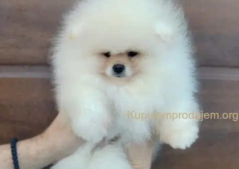 Prelepa medvedasta stenad pomeranca - 3/5