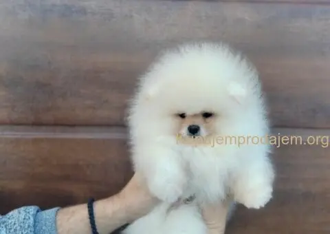 Prelepa medvedasta stenad pomeranca - 4/5