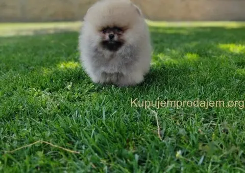 Prelepa medvedasta stenad pomeranca - 5/5