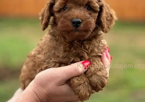 Crvena toy patuljasta PUDLA devojcica cena 450€ - 1/3