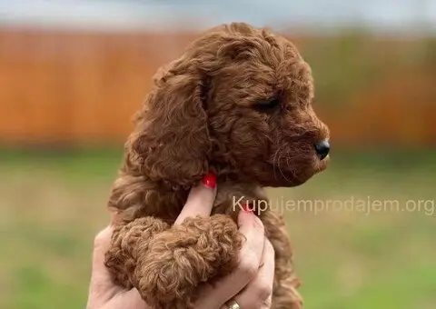 Crvena toy patuljasta PUDLA devojcica cena 450€ - 2/3