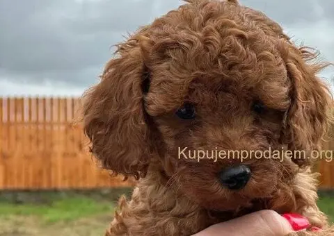 Crvena toy patuljasta PUDLA devojcica cena 450€ - 3/3